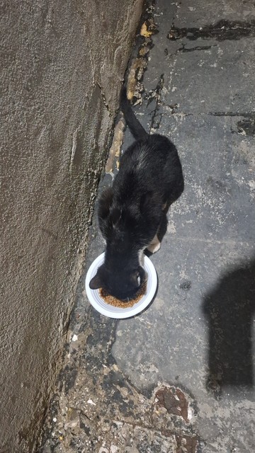 Gatinho preto e branco (ainda que, visto de cima, pareça muito mais preto do que branco) comendo ração em um tipo de prato plástico descartável.
