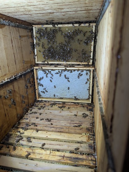 Das Innere einer Schweizer Bienenbäute. Es hat Bienen auf den beiden Waben. Eine Wabe wurde von den Bienen verschlossen.