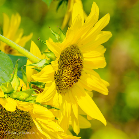 Common sunflower, with bright yellow petals, seen from the side, against a bright green and yellow out of focus background.
