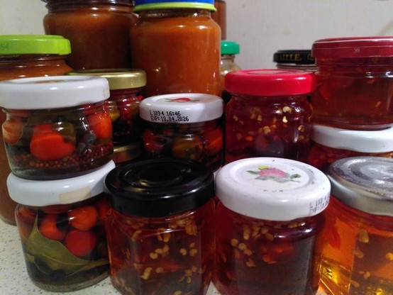 #potd Today I processed the #chilis: Habanero BBQ sauce, pickled Black Pearls & NuMex Centennial, and Chili Jelly using some ethiopien chilis from seeds I got from YoungerSon http://domm.plix.at/potd/2025-08-10.html