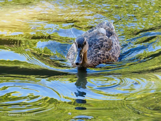 A female mallard duck is swimming toward the camera, creating circular eddies in the surface of the lake.  The surface of the lake is green and blue, from reflected sky and foliage.