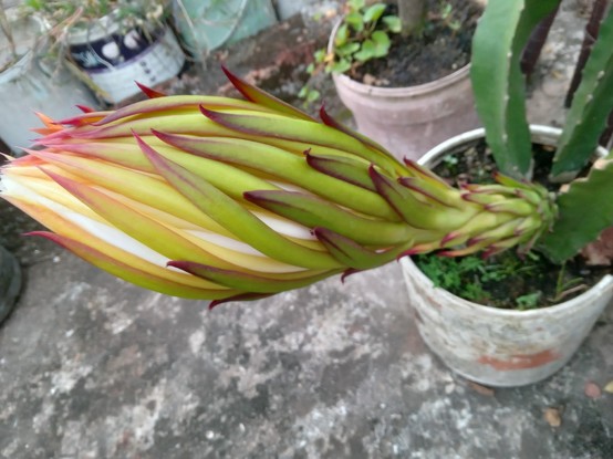 A dragon fruit flower from the side