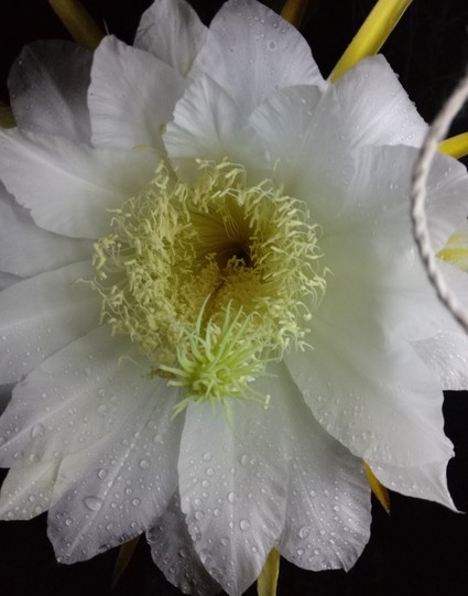 A dragon fruit flower closeup