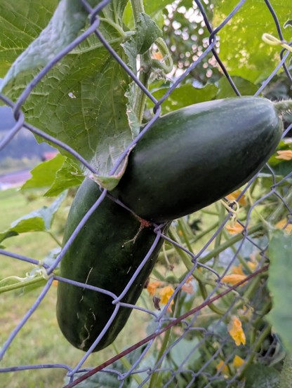 Eine grüne Gurke ist durch den slibernen, weitmaschigen Gartenzaun gewachsen. In der Mitte umschliesst sie die Masche, so dass man sie nicht mehr ohne zu zerschneiden ernten kann.