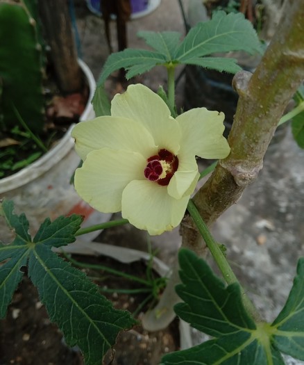 A yellow Okra flower