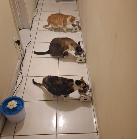 Três gatos (uma amarela e branca, um sialata e uma tricolor) comendo sachês, cada um em um prato, dispostos ao longo de um corredor. a posição corporal de todos eles é paralela, lembrando retas paralelas. E as linhas marcando o azulejo lembram transversais cortando essas paralelas, o que sugere o Teorema de Tales da geometria.