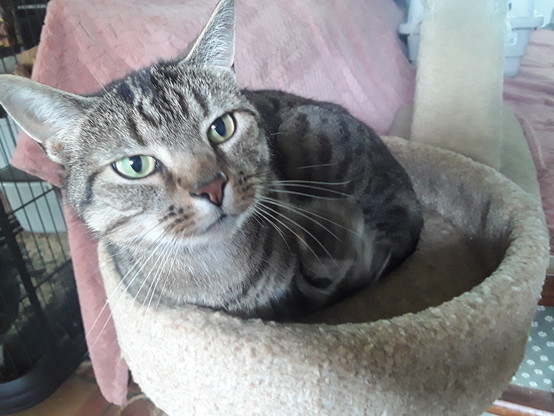 A largish striped silver tabby cat in a kitty cup on top of a scratching post. His eyes are relaxed and he's ready to go back to sleep after I quit pestering him with the camera.