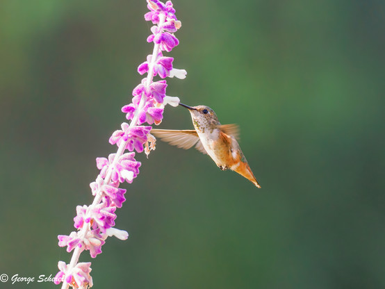 Allen's hummingbird, seen in profile, facing to the left, while hovering and feeding on a branch of Mexican sage.  The branch is covered in tiny pink and white flowers.
