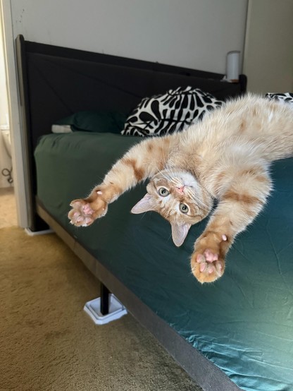 An orange cat lays on his back with paws extended and a startled expression.