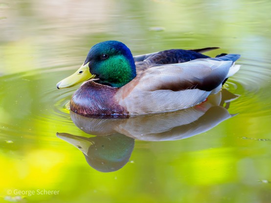 Male mallard (drake) seen in profile, facing to the left, floating peacefully on the smooth green surface of a lake.  The duck's reflection is visible in the water.