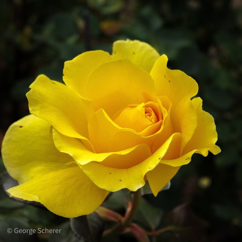 Close-up of a bright yellow rose, seen from above, against a dark green out of focus background.  