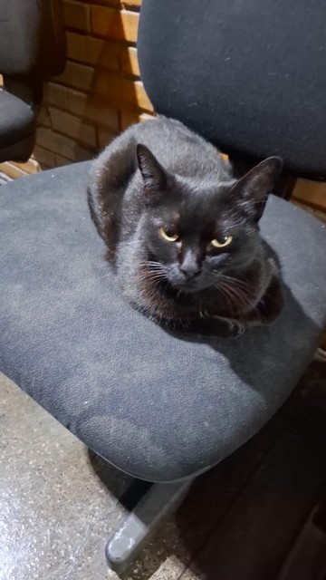 Gatinho preto adulto sentado confortavelmente em cima de uma típica cadeira acolchoada de sala de espera. A cadeira também é preta e os olhos verdes do gato se sobressaem na foto olhando diretamente para a foto, de um jeito que sugere irritação com o humano que ousou incomodá-lo para uma foto.