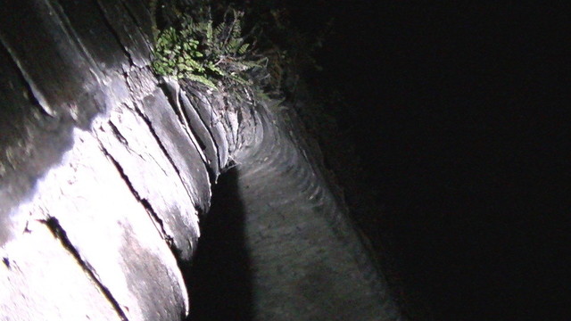 entrance to a victorian arch tunnel in torchlight. there are some plants growing out of the brickwork