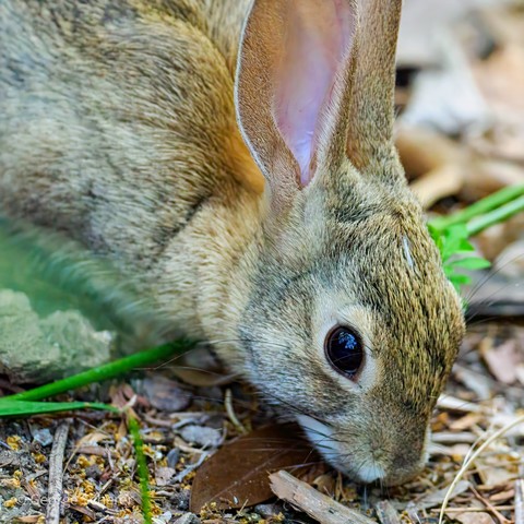 Close up of the head, shoulders, and long ears of a desert cottontail rabbit, seen in profile, with its nose on the ground sniffing at the leaf litter.  The rabbit's fur is a light tan, and its eye is black.