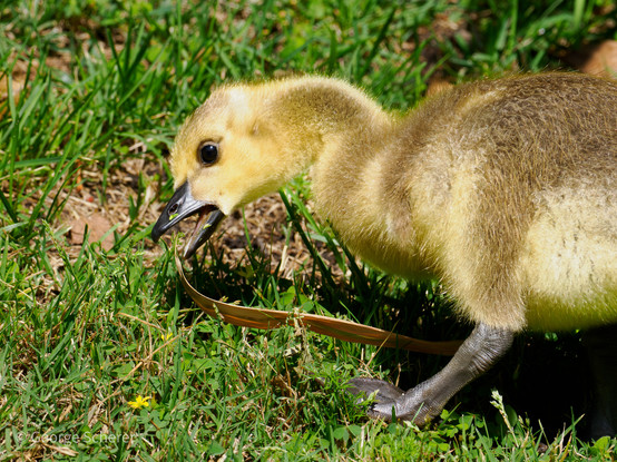 Close-up of a baby goose, facing to the left, with its beak open and its head down towards the grass.  The gosling is covered in fine yellow and tan fuzz.  The bird is standing on short grass.