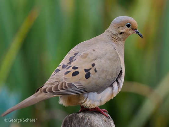 A Mourning Dove, seen from the side, facing to the right, standing on a curved gray wooden post.  The bird's feathers are mostly gray, with a white breast and dark spots on its back.  The background is out of focus green grass and foliage.