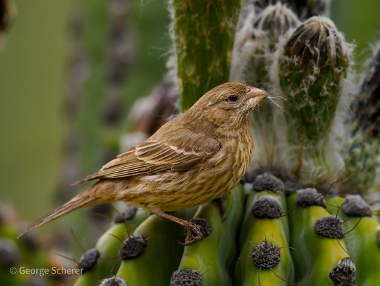 Close-up of a tan and white house finch, facing to the right, perched on the spines of a green cactus.  The finch has a mouth full of white fuzzy material.  The spiny cactus in the background is covered in the same fuzz.