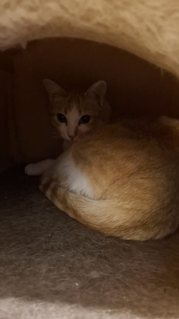 A imagem mostra um gato de pelagem laranja e branca, com manchas claras no rosto e no peito, sentado em um espaço escuro e acolhedor, provavelmente dentro de um gaiolo de gato (na verdade é o interior de um castelinho de gatos). O gato está deitado de lado, com a cauda enrolada ao redor do corpo, e seus olhos estão abertos, olhando diretamente para a câmera. A iluminação é suave e quente, destacando a pelagem do gato e criando um contraste com o fundo escuro. O ambiente parece ser um espaço de …