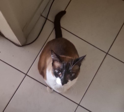 A imagem mostra um gato sentado em um piso de azulejos brancos com linhas pretas. O gato tem uma pelagem tricolor, com uma mancha preta no rosto, incluindo as orelhas e o nariz, e uma mancha marrom no corpo. Ele tem olhos grandes e expressivos, com uma cor escura, e está olhando diretamente para a câmera. O gato tem uma cauda preta e está sentado com as patas dianteiras juntas. Ao fundo, há uma parede branca e um cabo preto no chão, sugerindo que a foto foi tirada em um ambiente interno, possiv…