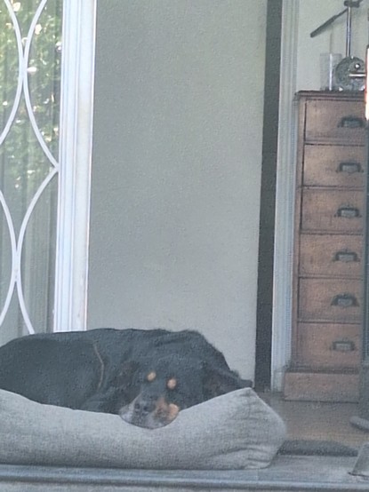 Picture of my dog sleeping instead of staying on guard.