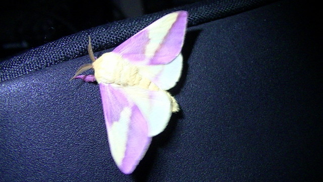tiny pink and yellow fluffy cute moth on black camera case