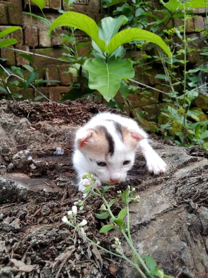 The image features a small, white kitten with brown and black patches on its head, sitting on a tree stump. The kitten is curiously sniffing a small white flower with green leaves. The background includes a brick wall with some greenery, including a large leafy plant. The tree stump is covered with soil and small pieces of wood, and the kitten's fur is fluffy and soft. The kitten's eyes are dark, and it appears to be in a natural outdoor setting.

Provided by @altbot, generated privately and lo…