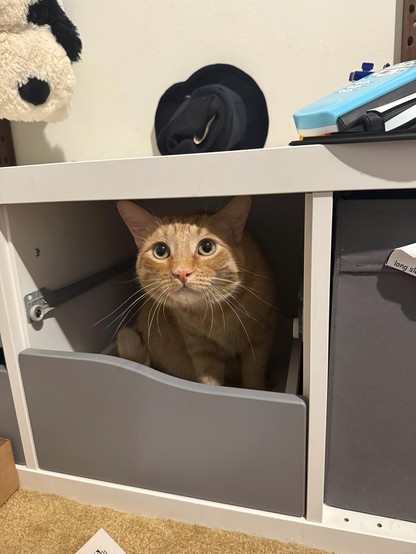 Orange cat peering out from shelving unit.