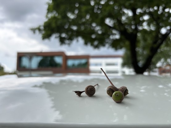 A couple of green and brown acorn-like things on top of a white car roof. A tree and a building are somewhat visible yet out of focus in the background. 