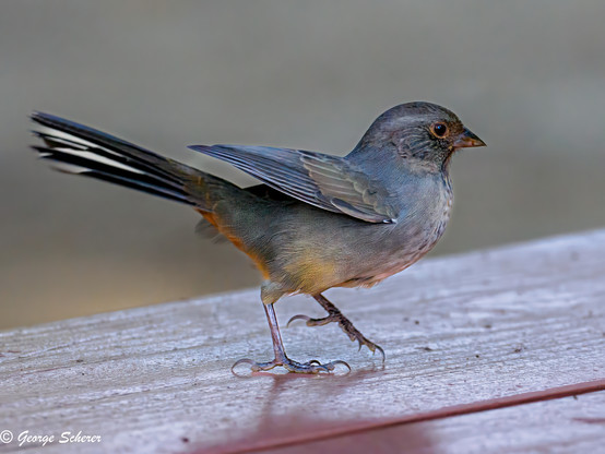 Close-up of a California towhee, on a wooden railing, facing to the right, stepping forward, with tail and wings beginning to spread in preparation for flight.