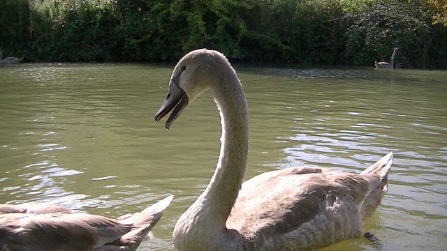grey swan, bill slightly open, on a canal.