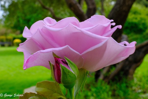 Close up of a bright pink rose, seen from the side, against an out of focus mostly green garden background.  In the foreground, is bright red rosebud, just starting to emerge.