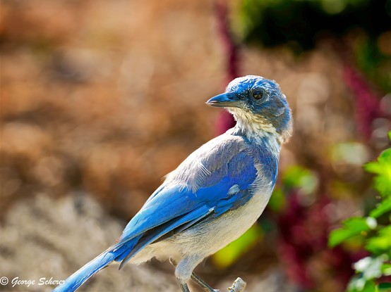 Close-up of a California Scrub Jay, with bright blue feathers on it wings, tail and head, and white feathers underneath, against an out of focus brown and green background.  The bird is facing to the right and looking over its right shoulder.