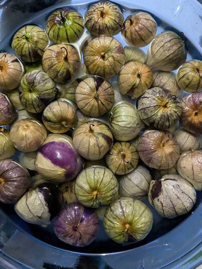 Bowl of purple tomatillos in husk floating in water