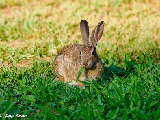 A desert cottontail rabbit is sitting on the bright green grass, facing the camera.  A single blade of grass is sticking out of its moutn.  The grass is covered tiny water droplets.