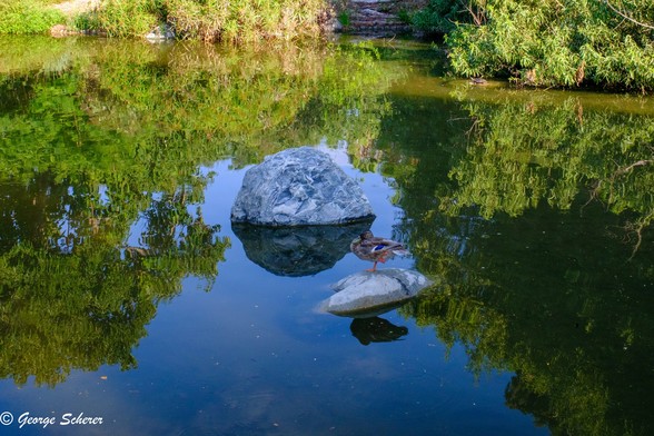 view of a large garden pond, with perfectly smooth clear water, reflecting blue sky, clouds and green trees.  In the center of the pond is a large rock.  in the foreground is a small rock, with a lone duck standing on it on one leg.