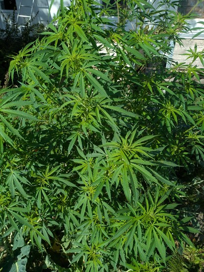 Foto af nogle 2 meter høje hamp planter