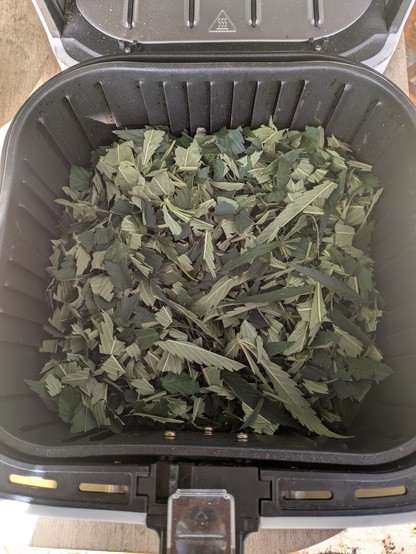 foto af grovhakkede blade fra selvsamme hampplanterne, lagt i air fryer kurven