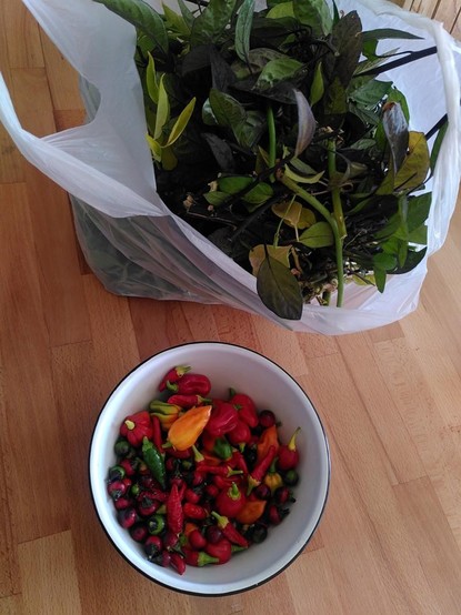 #potd Last chili harvest 2025 http://domm.plix.at/potd/2025-09-07.html