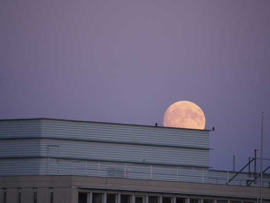 Der aufgehende Mond hinter einem Gebäude, auf dem Flachdach sitzen zwei schwarze Vögel rechts und links im gleichen Absatnd vom Mond, als ob sie beide den Mond gemeinsam beobachten. 1/2