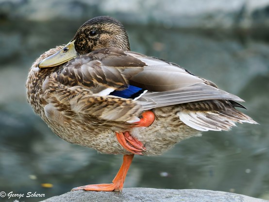 Female mallard duck, with mostly tan and white feathers, is standing on one orange foot on a gray rock.  The other leg is drawn up to her body.  She is facing to the left, against an out of focus grayish green background.