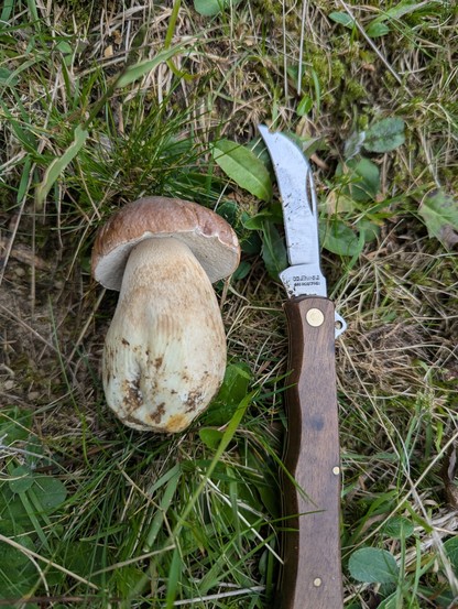 Das Bild zeigt einen großen, braunen Pilz mit einem weißen Stiel, der auf einer grünen Wiese liegt. Neben dem Pilz befindet sich ein Messer mit einem braunen Holzgriff und einem scharfen, silbernen Klingen. Der Pilz hat eine glatte Oberfläche und wirkt frisch gepflückt, mit einigen Flecken an seinem Stiel. Das Messer ist ein Faltermesser mit der Aufschrift "Klötzli 440 Rostfrei" auf der Klinge. Die Umgebung besteht aus Gras und einigen Blättern, was auf eine natürliche Umgebung hinweist.