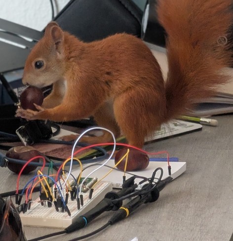 Ein kleines Eichhörnchen sitzt auf dem Schreibtisch, im Vordergrund ist ein Steckbrett mit Oszilloskop Tastköpfen zu sehen. Sie hat eine Kastanie in den Pfoten.