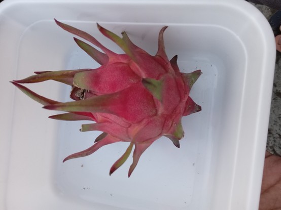 A red dragon fruit in White background