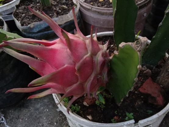 A dragon fruit on the plant
