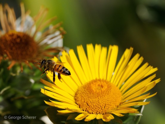 A lone western honeybee is seen in flight, flying away from a large yellow canary island daisy.  There is another out of focus daisy in the background.
