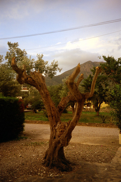 Roses - Carrer les Fonts - olivo // olijfboom // olive tree