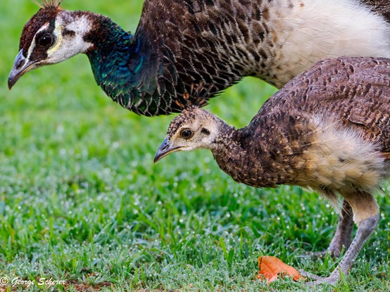 A young peafowl chick is walking on a green grass lawn, facing to the left, head low, scanning the grass for food.  Its mother is in the background.