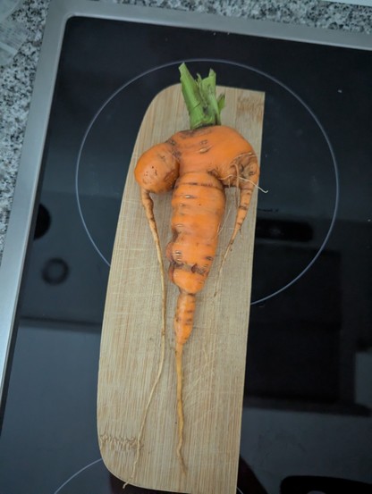 Das Bild zeigt eine ungewöhnlich geformte Karotte, die auf einem Holzschneidebrett liegt. Die Karotte hat eine unregelmäßige Form mit einer runden Oberseite und einer langen, schlanken Basis. Sie ist orange und hat einige dunkle Flecken und kleine Risse auf der Haut. Die grünen Blätter der Karotte sind noch an der Oberseite befestigt. Das Schneidebrett ist auf einem schwarzen Herd platziert, der mit einem silbernen Rahmen umgeben ist. Der Hintergrund besteht aus einem grauen Marmorboden. Die Ka…