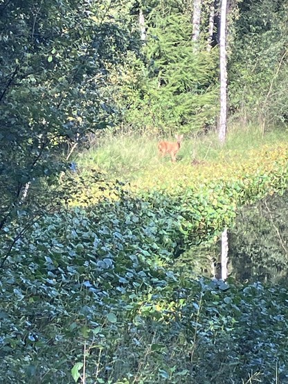 A deer stands in a grassy area near a body of water, surrounded by dense greenery and trees. The scene captures a tranquil natural setting.