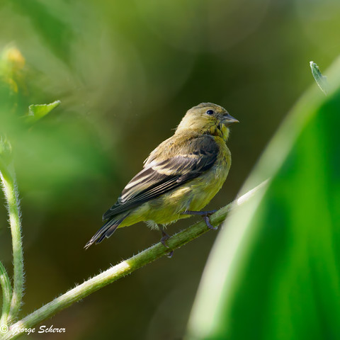 A lesser goldfinch, with dark yellow and gray striped wings, and yellow underbelly, standing on a sunflower stalk covered in tiny hairs.  The bird is seen from below and behind, and it is looking back over its right shoulder towards the camera.  The bird is surrounded by out of focus green foliage.